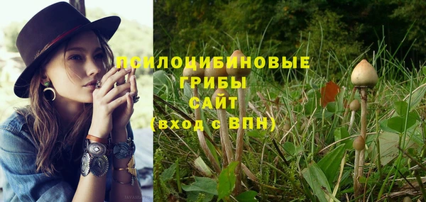 ПСИЛОЦИБИНОВЫЕ ГРИБЫ Горно-Алтайск